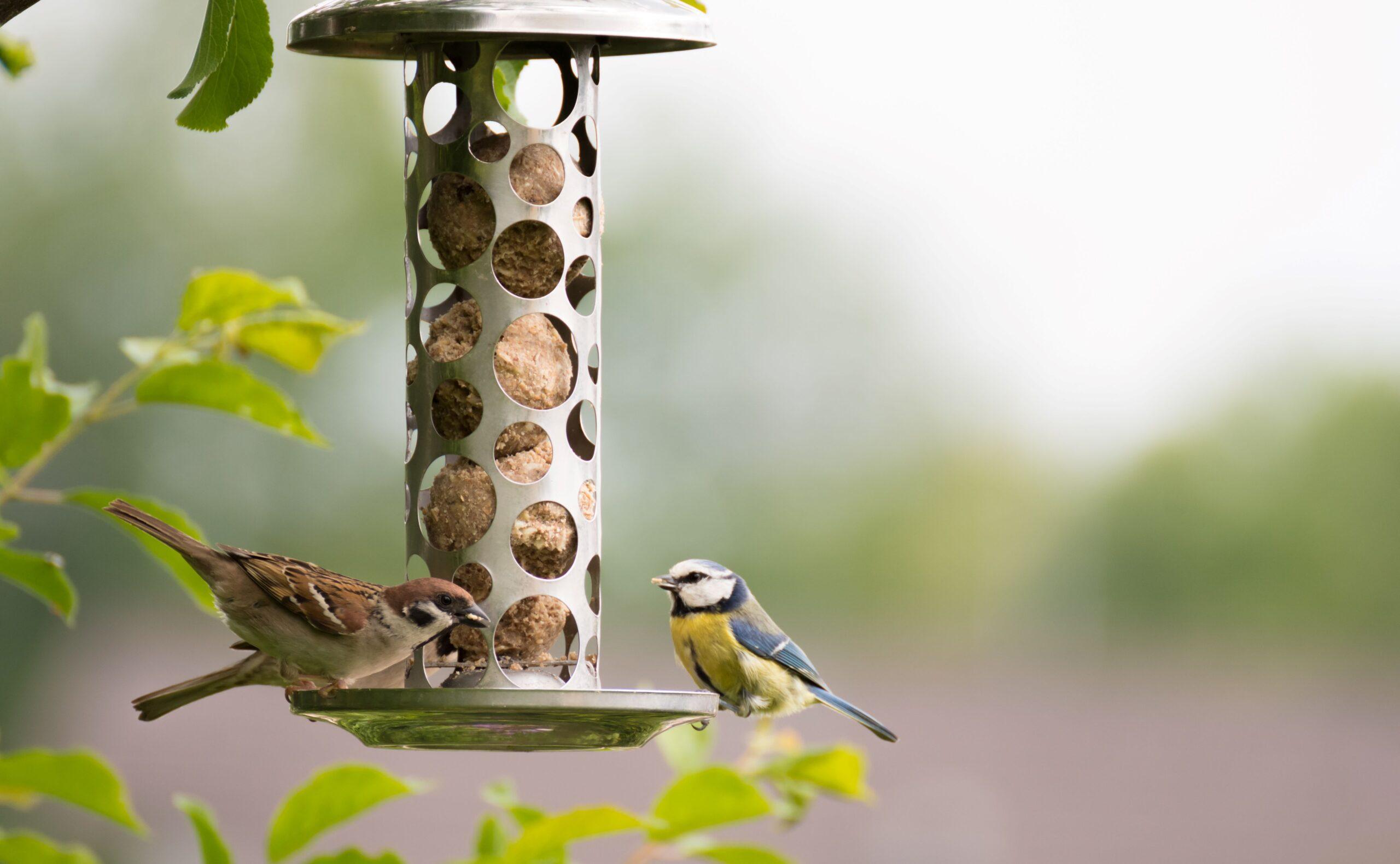 Eine Blaumeise und ein Spatz sitzen am Meisenknödel-Halter